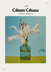 Lilium Ciliatum – A3| Modern Art Collection